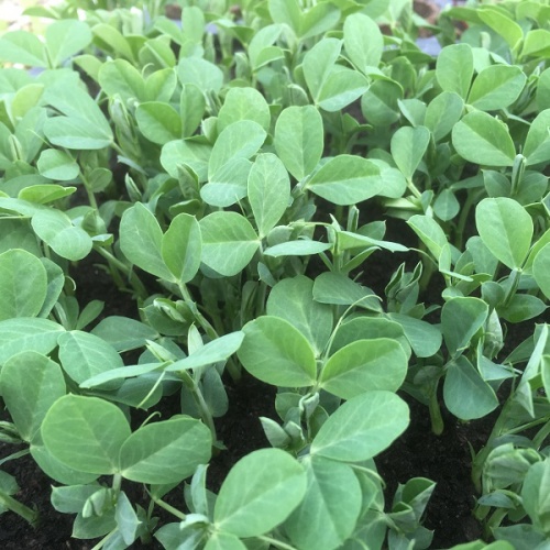 Pea Shoots Seeds 4018